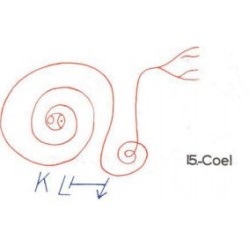15: Coel 15: Coel