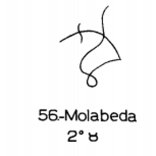  56: Molabeda 